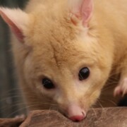 Possum Removal Ringwood: Humane and Effective Solutions for Possums in Your Roof