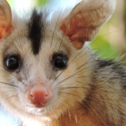 Why One-Way Door Systems Are the Most Humane Way to Remove Possums