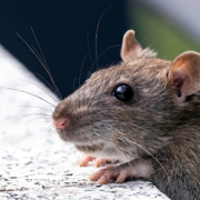 Why Choose a Licensed Possum Catcher Instead of General Pest Control?