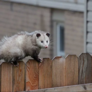 Possum Removal Cost Melbourne: How Much Should You Expect to Pay in 2026?